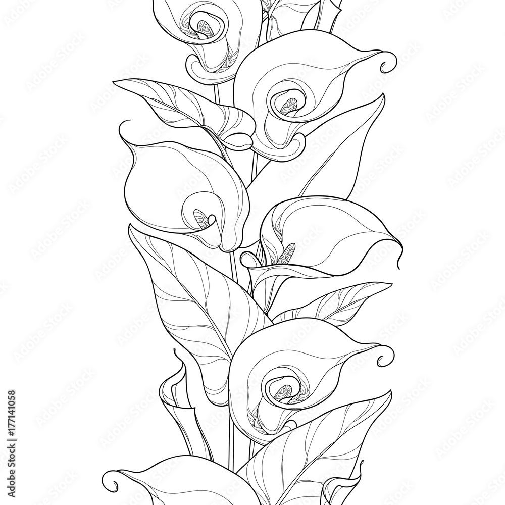 lily outline coloring page