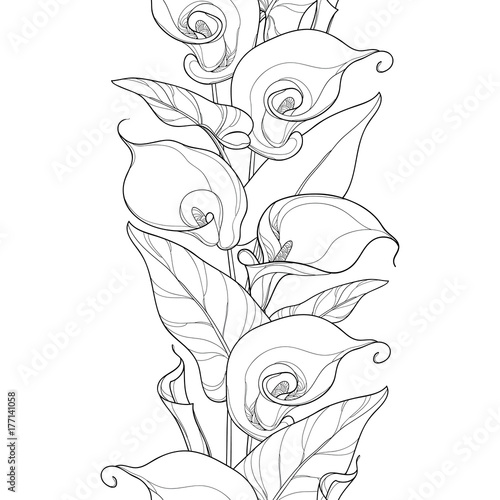 Fototapeta Naklejka Na Ścianę i Meble -  Vector seamless pattern with outline Calla lily flower or Zantedeschia. Flower, bud and leaves in black on the white background. Floral pattern in contour style for summer design and coloring book.