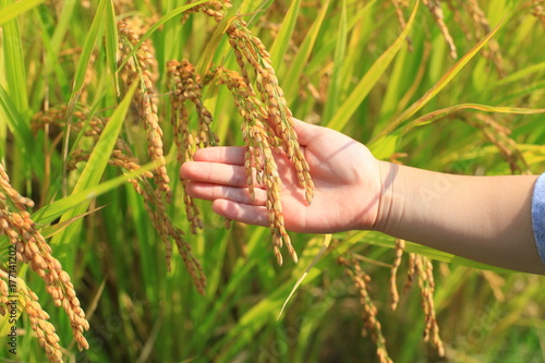 A child's hand and ripe rice
