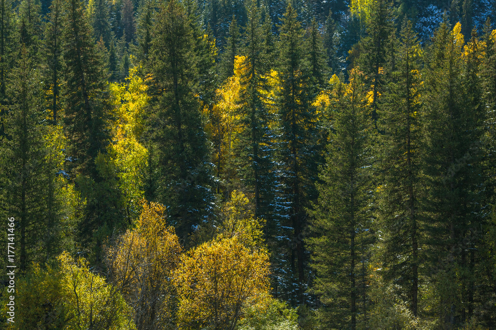 View of autumn forest of the Altay Mountains in Altai Republic, Russia. View of autumn forest of the Altay Mountains in Altai Republic, Russia.