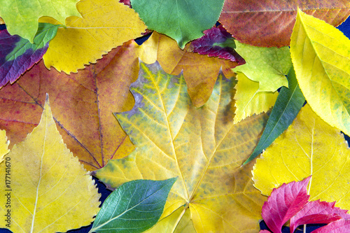 background of autumn leaves. Autumn fbstract background