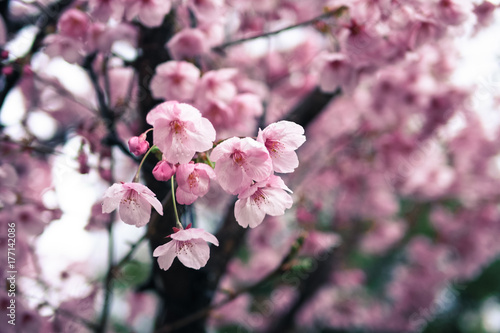 The Cherry blossom blooming season in Japan
