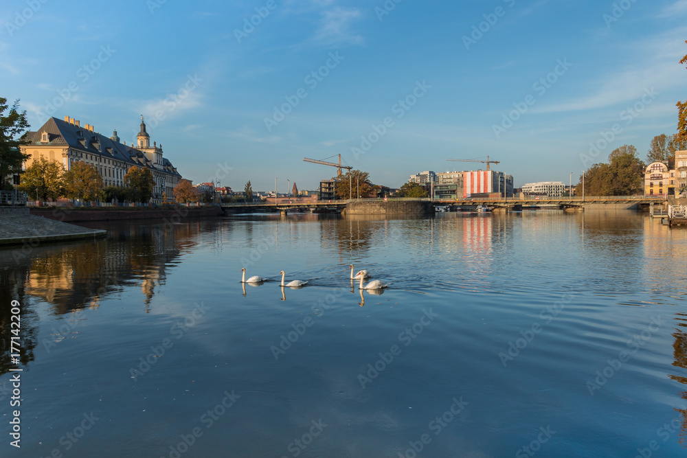 Early morning view of swans swimming on the Odra river with reflections in water in sunlight, Wroclaw, Poland