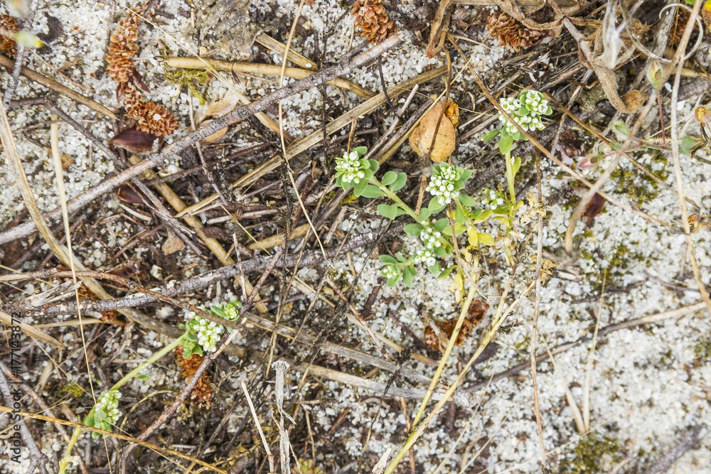 Four-leaved allseed or fourleaf manyseed