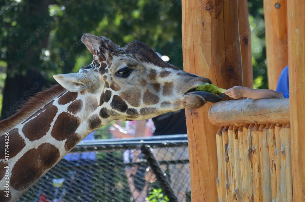 Obraz premium Giraffe at the feeding station