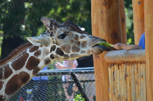 Canvas Print Giraffe at the feeding station