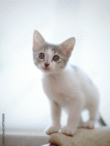 Kitten of a color, white with spots