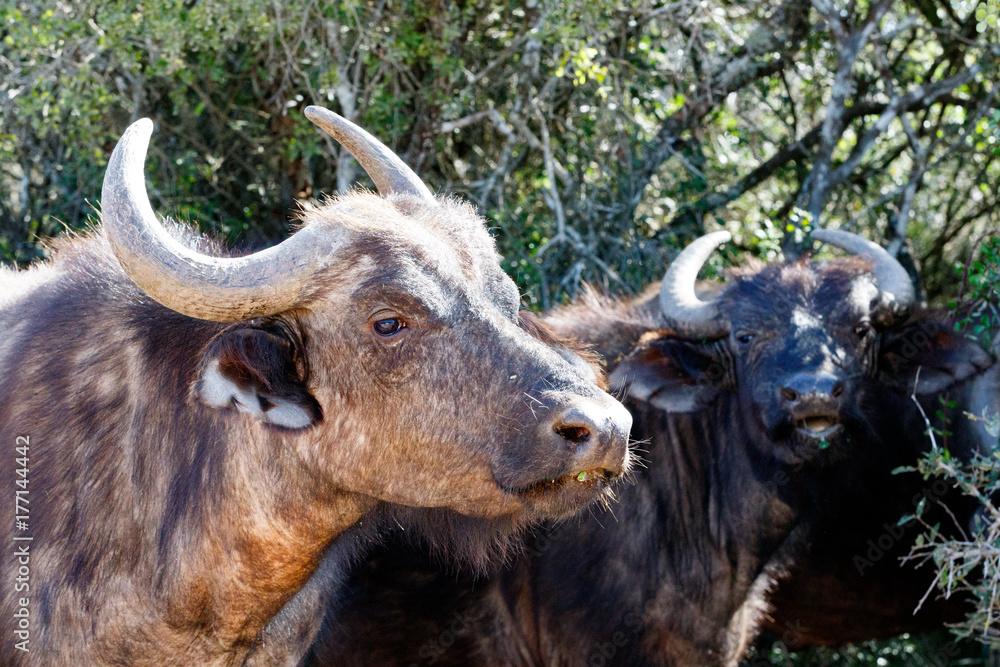Buffaloes standing and staring at you Buffaloes standing and staring at you