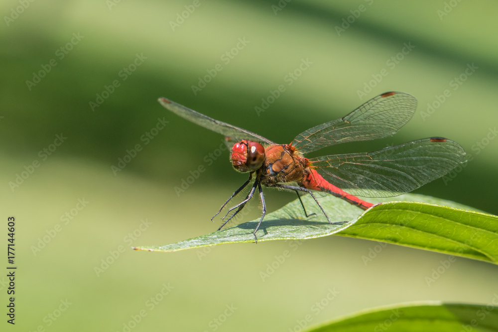 Sympetrum sanguineum - Ruddy darter Sympetrum sanguineum - Ruddy darter