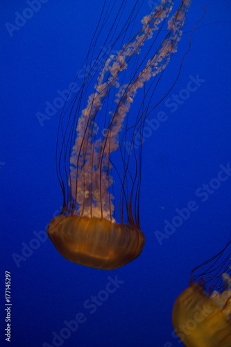 méduses dans l'aquarium