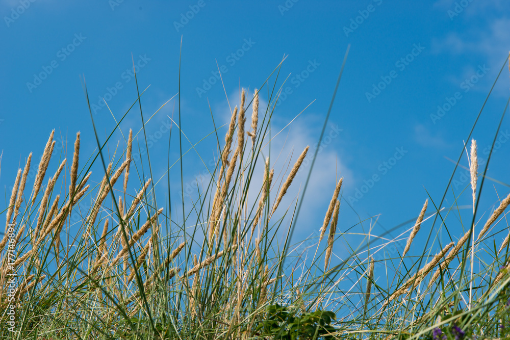 Gewöhnlicher Strandhafer (Ammophila arenaria), Blätter und Rispen mit Samen, Erosionsschutz auf der Insel Helgoland, Schleswig-Holstein, Deutschland 