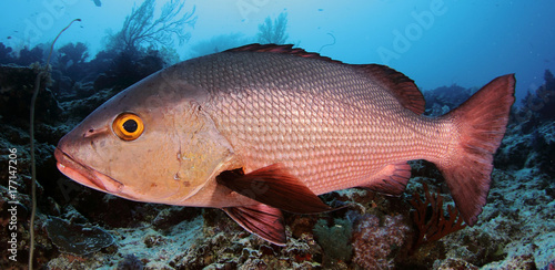 Red snapper underwater