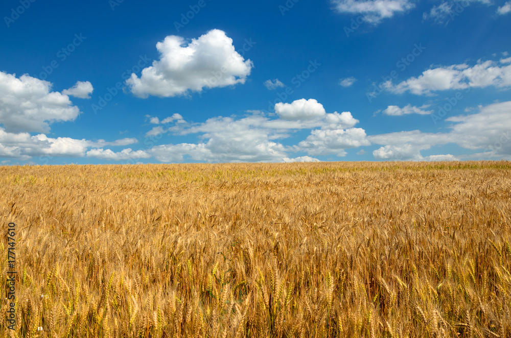 Field of ripe wheat Field of ripe wheat