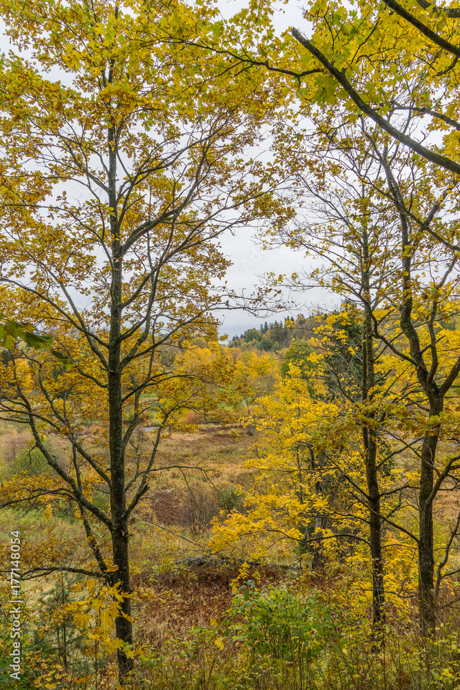 Autumn view in the park