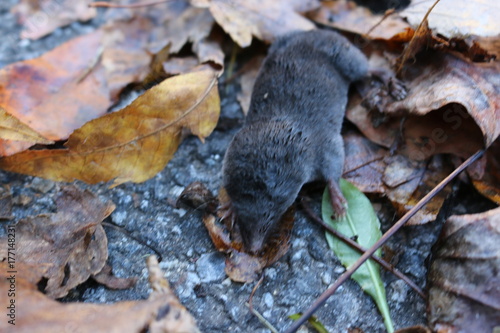 a shrew out in the wild photo