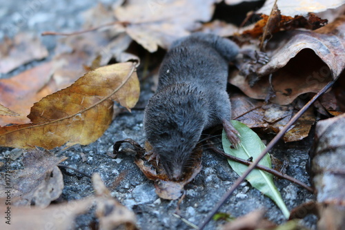 a shrew out in the wild photo