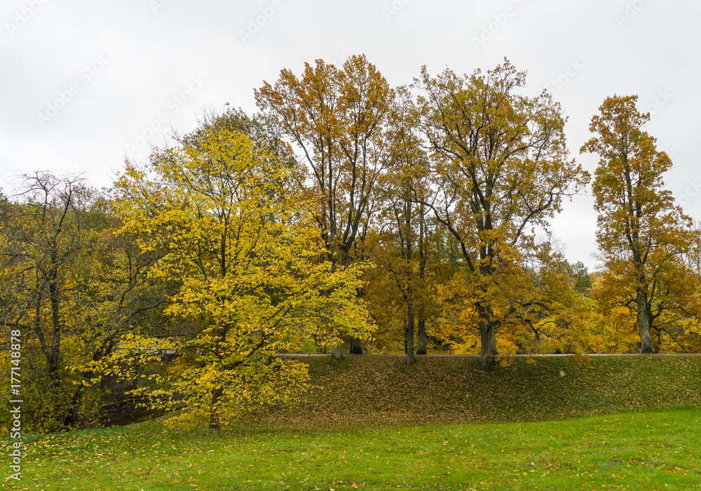 Autumn view in the park