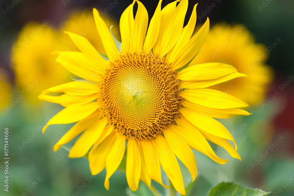 Fototapeta premium Sunflower
