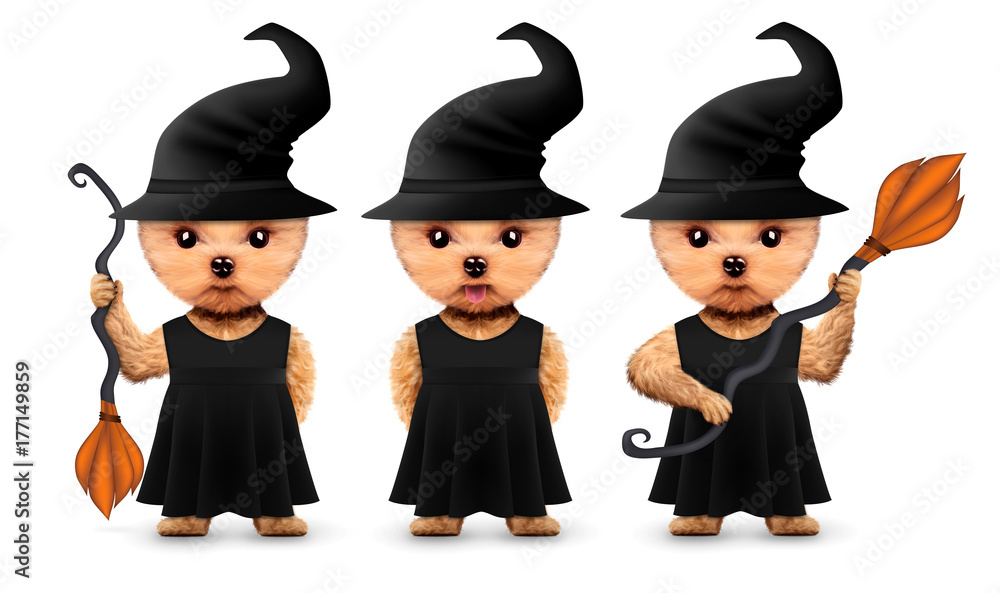 Funny animal witch. Halloween and Dead day concept Funny animal witch. Halloween and Dead day concept