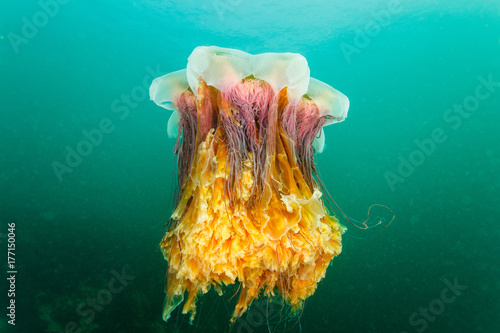 Lion's Mane Jellyfish