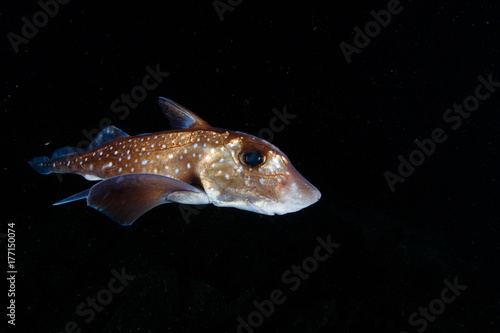 Spotted Ratfish