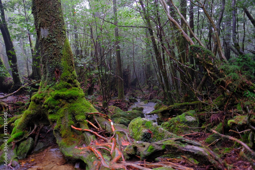 Fototapeta premium 雨の日の屋久島