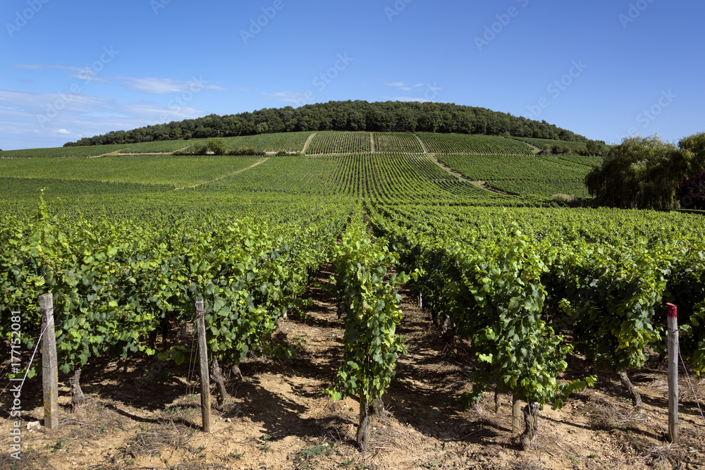 Green vineyard in the sun with trees, leaves, hill and blue cloudy sky - agriculture