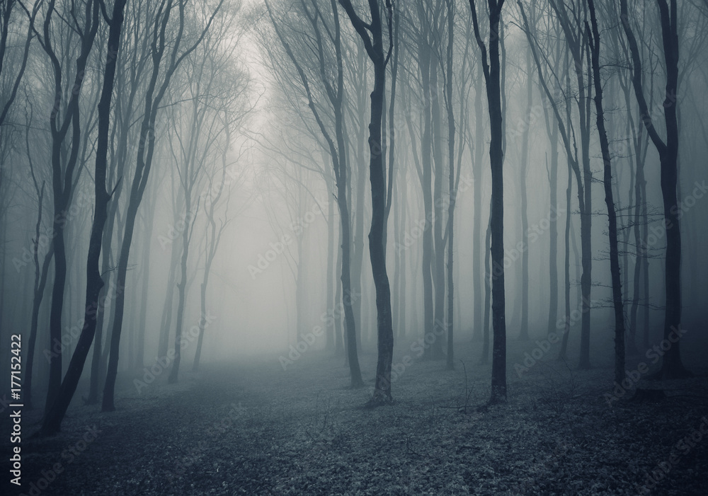 Fototapeta premium dark fantasy forest halloween background