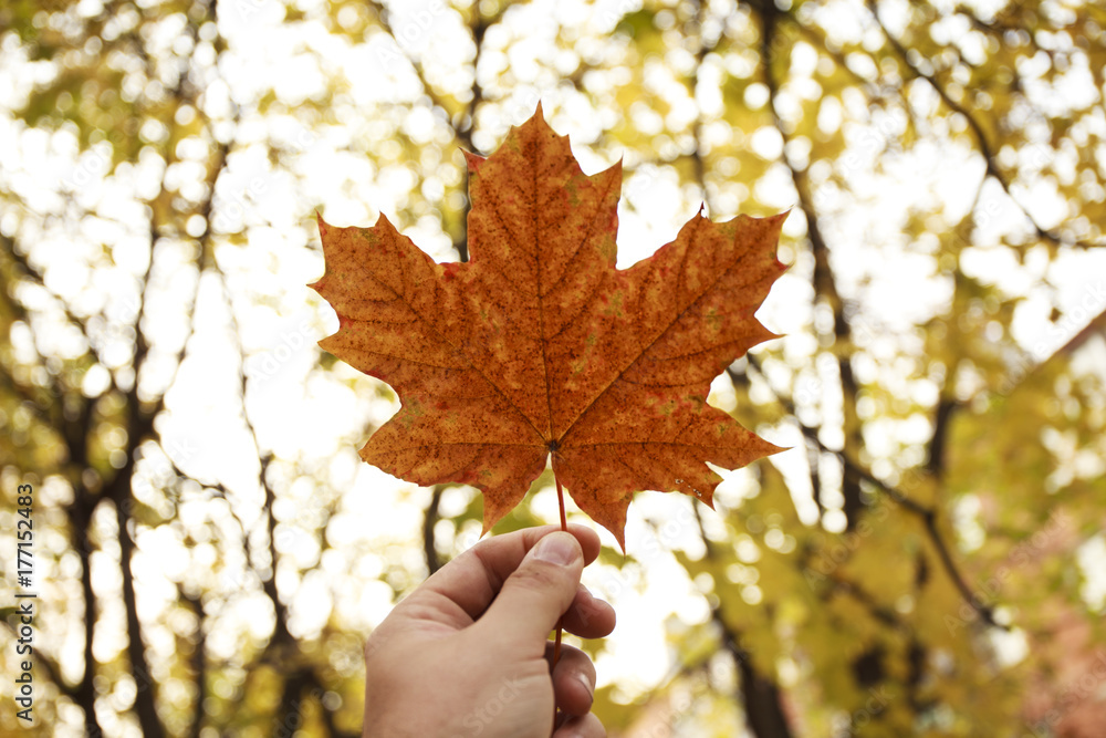 Male hand holds a maple leaf on background of an autumn park