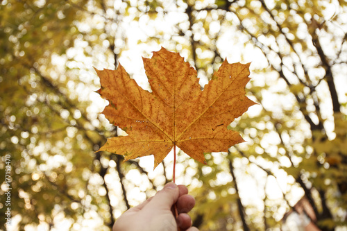 Male hand holds a maple leaf on background of an autumn park