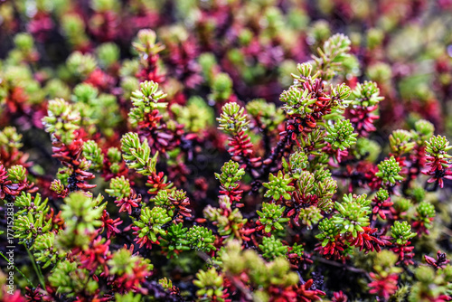 Sedum rubrotinctum green plant in garden, spring time, Iceland photo