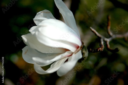 Tender Magnolia Blossom