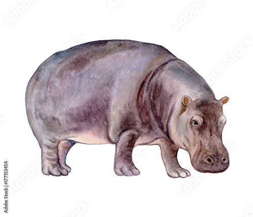 Fotografie, Tablou Hippopotamus baby isolated on white background