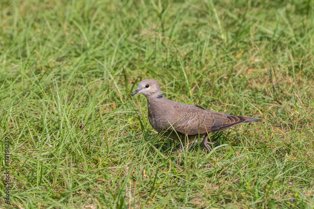 Red Turtle Dove (Streptopelia tranquebarica) search food at grassland Red Turtle Dove (Streptopelia tranquebarica) search food at grassland