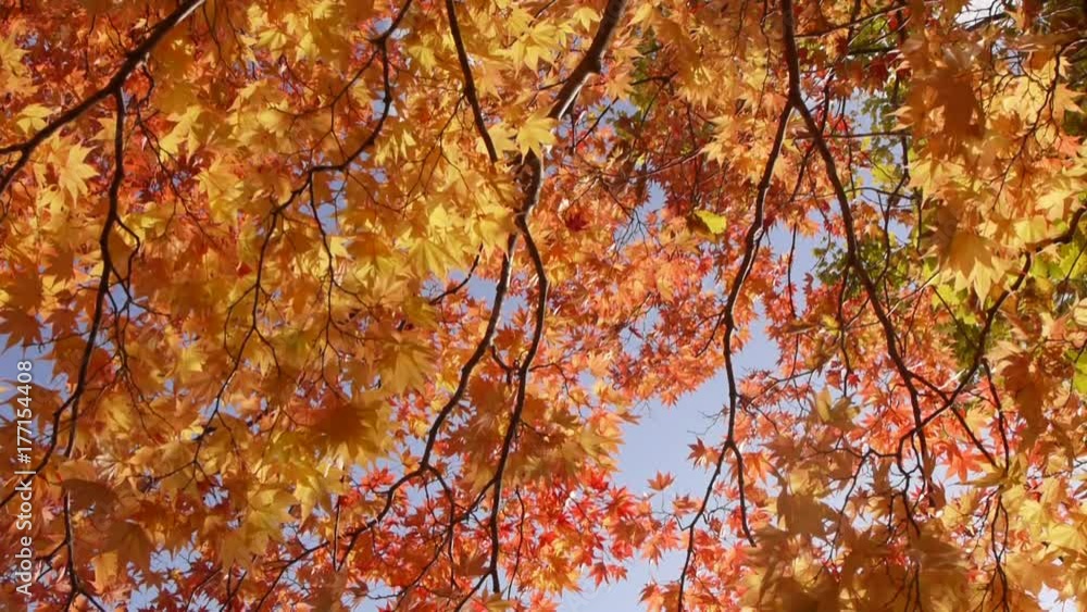 湖畔の紅葉 湖畔の紅葉