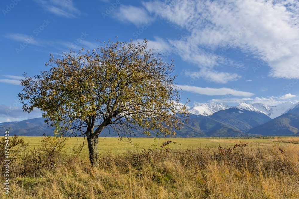 Beautiful landscape with autumn tree and fallen leaves with Carpathian mountains in the background. Beautiful autumn landscape in romanian Carpathian mountains with high peaks covered with snow. Beautiful landscape with autumn tree and fallen leaves with Carpathian mountains in the background. Beautiful autumn landscape in romanian Carpathian mountains with high peaks covered with snow.