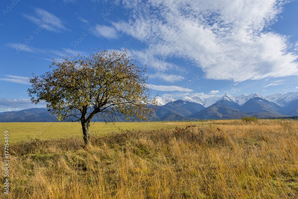 Beautiful landscape with autumn tree and fallen leaves with Carpathian mountains in the background. Beautiful autumn landscape in romanian Carpathian mountains with high peaks covered with snow. Beautiful landscape with autumn tree and fallen leaves with Carpathian mountains in the background. Beautiful autumn landscape in romanian Carpathian mountains with high peaks covered with snow.