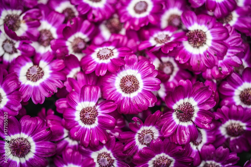 Violet flower cineraria blooming in the garden in Iceland  summer season.