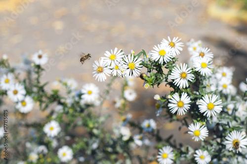 Bee in flight
