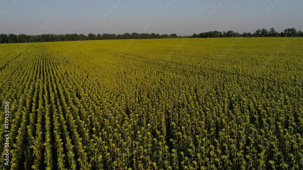 Aerial photography of the sunflower field. Sunflower field from bird's eye view Aerial photography of the sunflower field. Sunflower field from bird's eye view