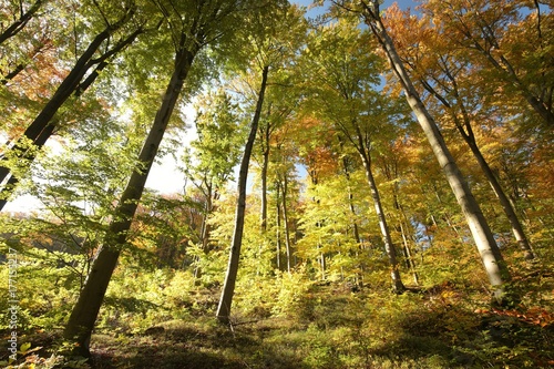 Autumn beech forest