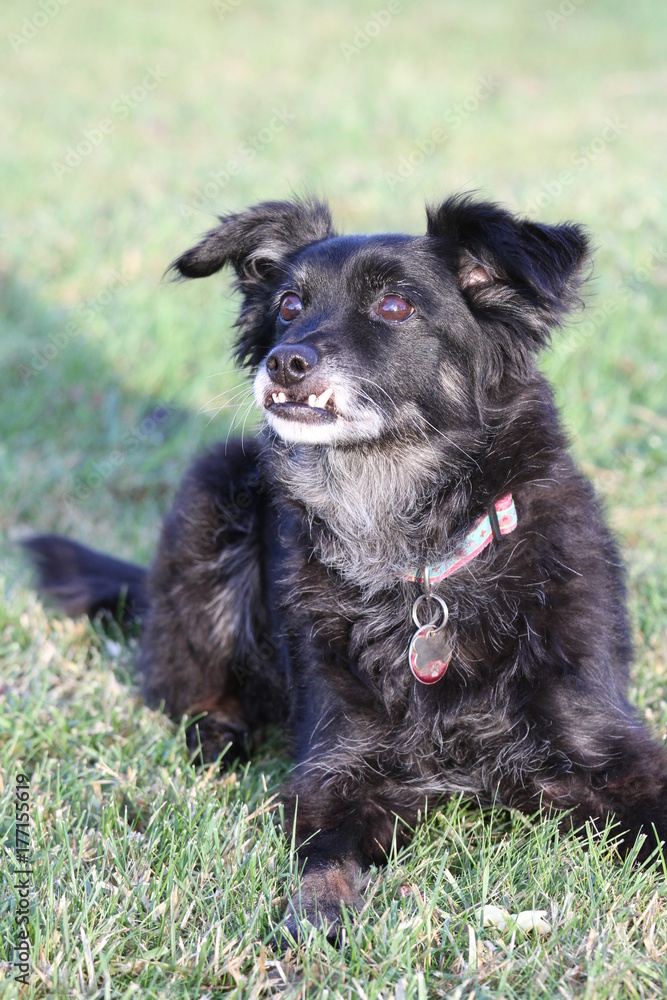 Fototapeta premium Hundeopa