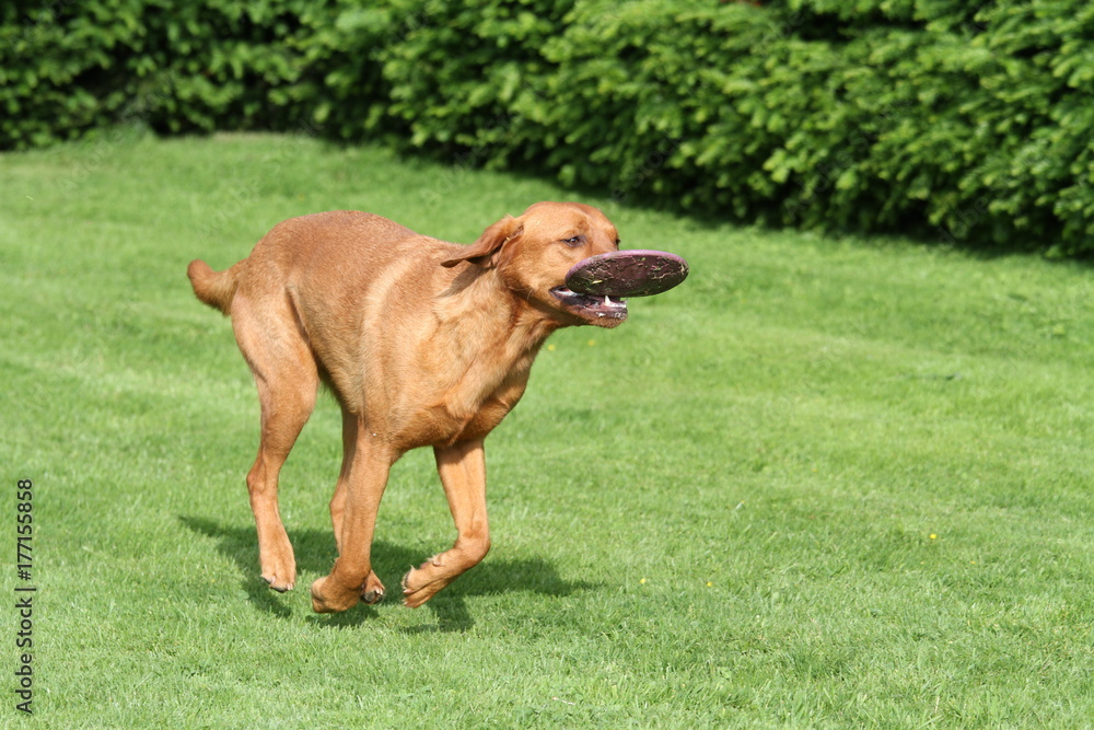 Labrador mit Frisbee