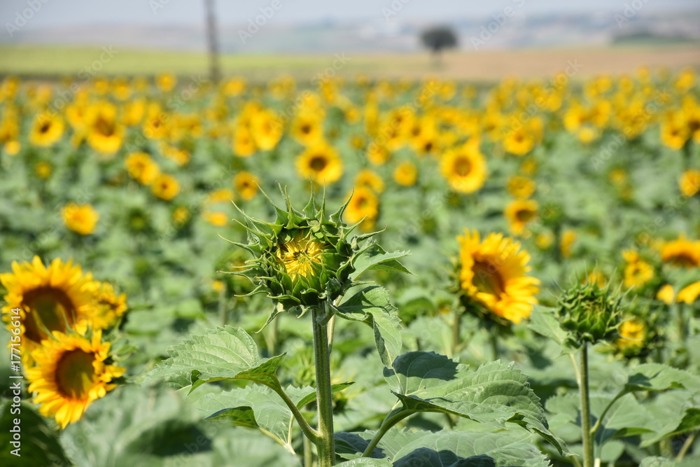 Fototapeta premium Sunflower Farmland