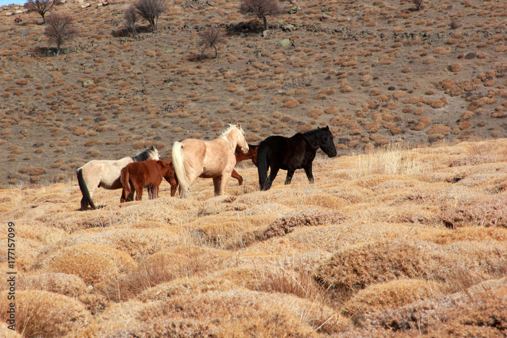 Wild Horses Wild Horses