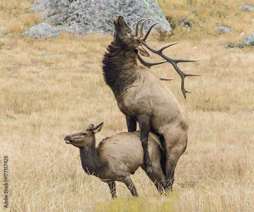 Obraz na plátně Call of the Wild - A bull elk mates with one of the cow elk in his herd during the elk rut
