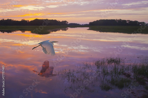 Dawn's Light - A great egret skims the water surface in early morning sunrise light with reflection. photo