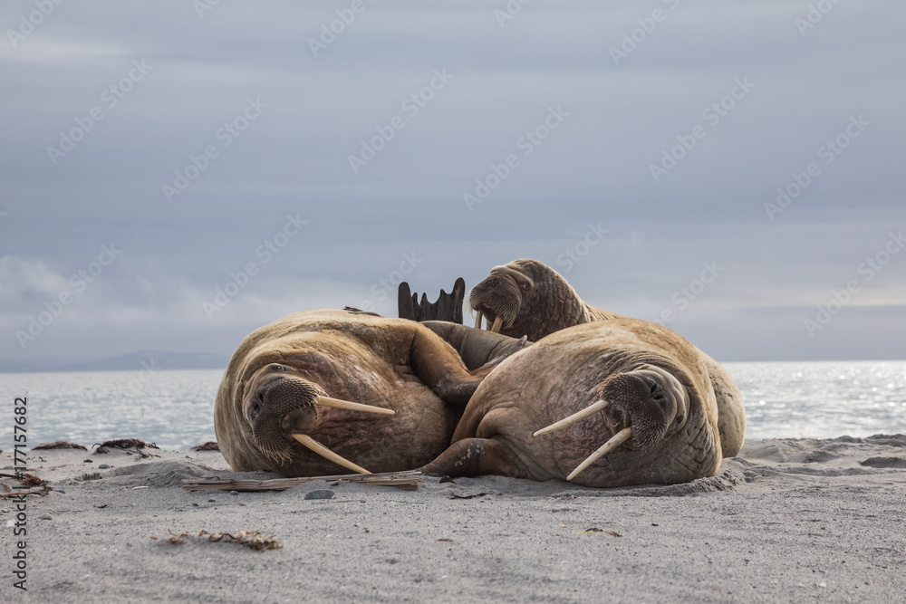 Bulls on the Beach - Three bull walruses rest on the beach, Svalbard, Norway. Bulls on the Beach - Three bull walruses rest on the beach, Svalbard, Norway.