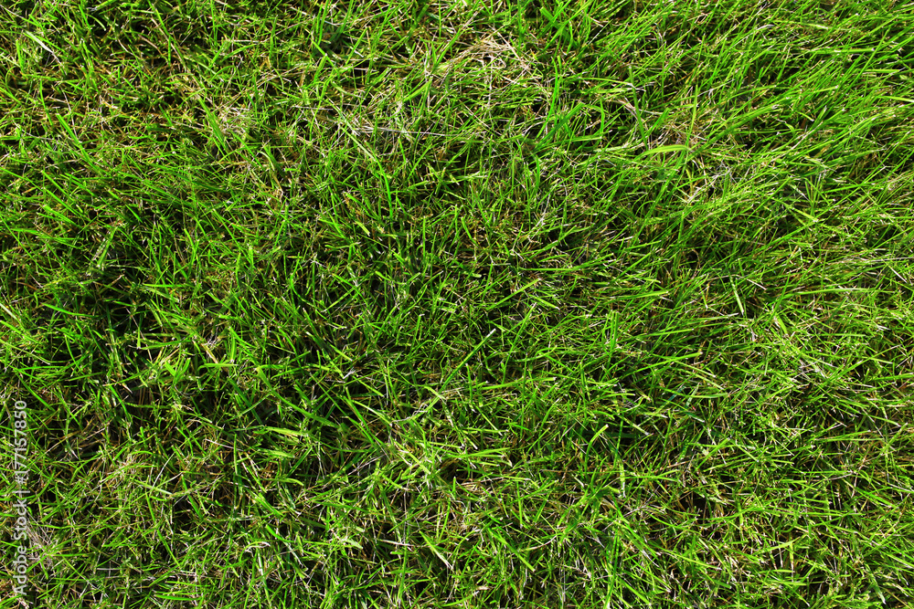 Grass as texture or background Grass as texture or background