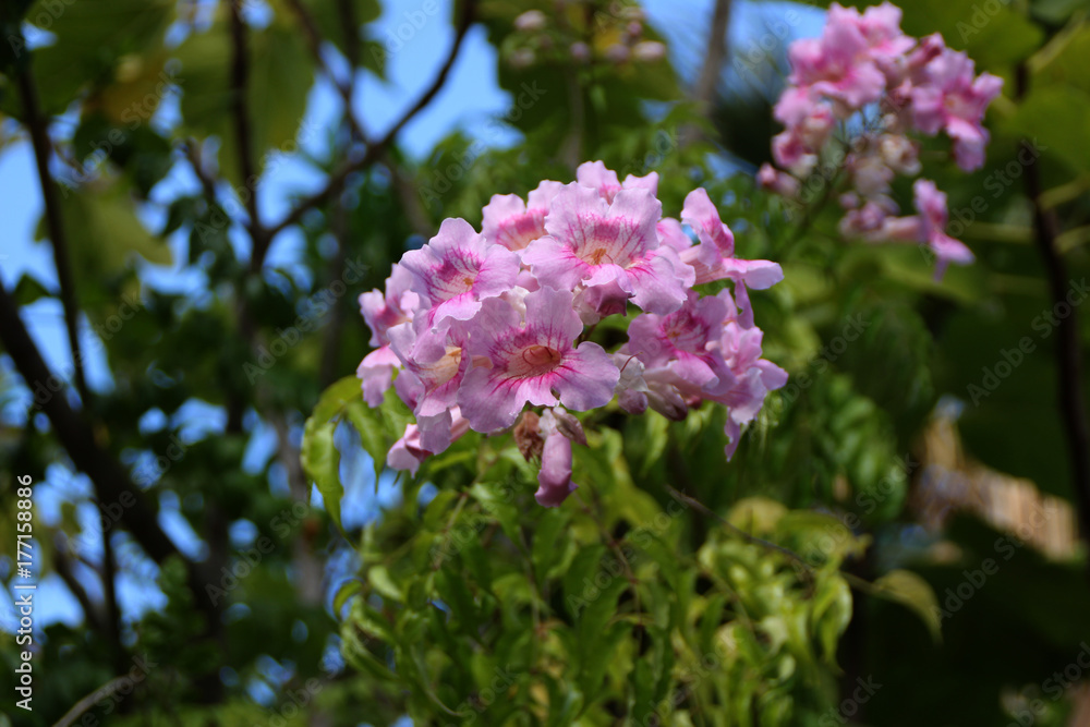 Rosa Hibiskus Blüten